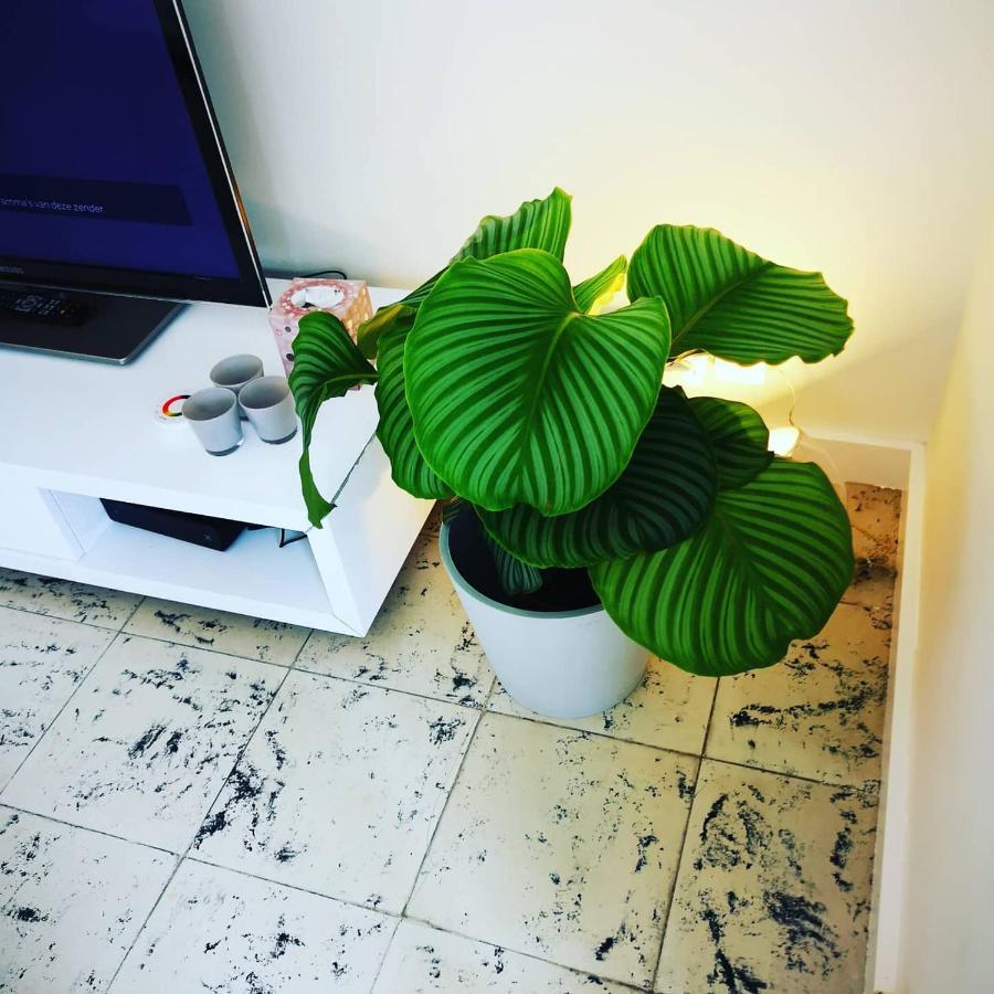 ミデルケルケFleuri Westendeアパートメント エクステリア 写真